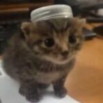 Profile picture of motherwar